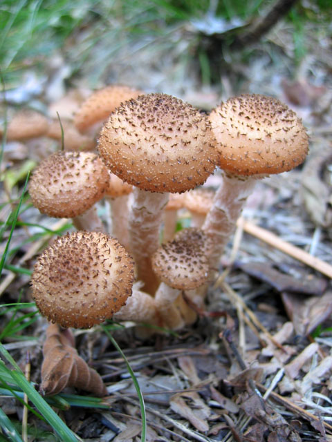 Il Genere Armillaria